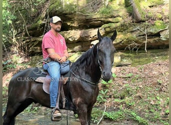 Tennessee konia, Wałach, 6 lat, 152 cm, Kara