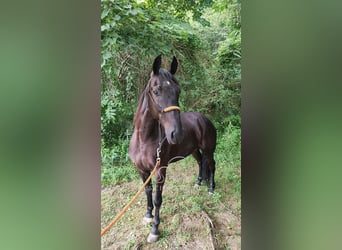 Tennessee konia, Wałach, 6 lat, 152 cm, Kara