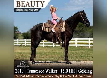 Tennessee konia, Wałach, 7 lat, 152 cm, Kara