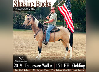 Tennessee konia, Wałach, 7 lat, 155 cm, Jelenia