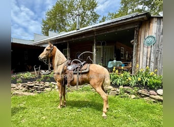 Tennessee konia, Wałach, 8 lat, 152 cm, Izabelowata