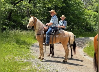 Tennessee konia, Wałach, 8 lat, 152 cm, Izabelowata