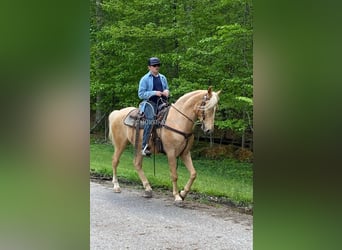 Tennessee konia, Wałach, 8 lat, 152 cm, Izabelowata