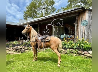 Tennessee konia, Wałach, 8 lat, 152 cm, Izabelowata