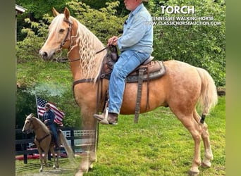 Tennessee konia, Wałach, 8 lat, 152 cm, Izabelowata