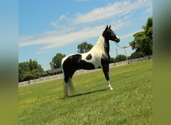 Tennessee konia, Wałach, 8 lat, 152 cm, Tobiano wszelkich maści