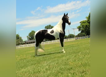 Tennessee konia, Wałach, 8 lat, 152 cm, Tobiano wszelkich maści