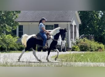 Tennessee konia, Wałach, 8 lat, 152 cm, Tobiano wszelkich maści