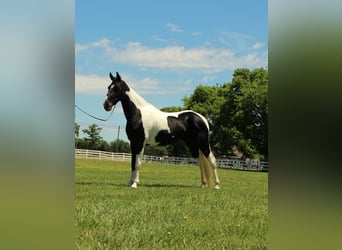 Tennessee konia, Wałach, 8 lat, 152 cm, Tobiano wszelkich maści