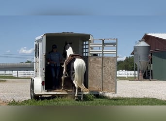 Tennessee konia, Wałach, 8 lat, 152 cm, Tobiano wszelkich maści