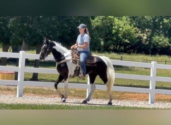 Tennessee konia, Wałach, 8 lat, 152 cm, Tobiano wszelkich maści