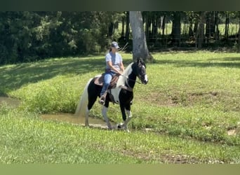 Tennessee konia, Wałach, 8 lat, 152 cm, Tobiano wszelkich maści