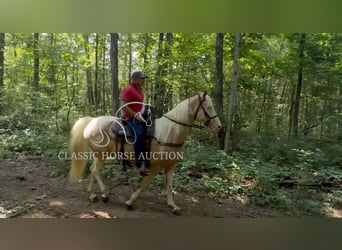 Tennessee konia, Wałach, 8 lat, 163 cm, Izabelowata
