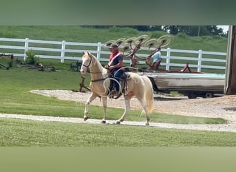 Tennessee konia, Wałach, 8 lat, 163 cm, Izabelowata