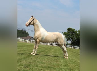 Tennessee konia, Wałach, 8 lat, 163 cm, Izabelowata