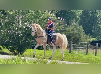 Tennessee konia, Wałach, 8 lat, 163 cm, Izabelowata