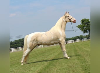 Tennessee konia, Wałach, 8 lat, 163 cm, Izabelowata