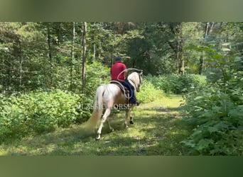 Tennessee konia, Wałach, 8 lat, 163 cm, Izabelowata