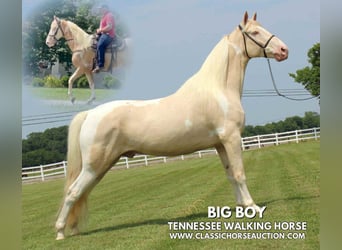 Tennessee konia, Wałach, 8 lat, 163 cm, Izabelowata