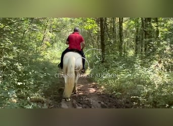 Tennessee konia, Wałach, 8 lat, 163 cm, Izabelowata