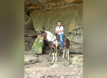 Tennessee konia, Wałach, 9 lat, 142 cm, Jelenia
