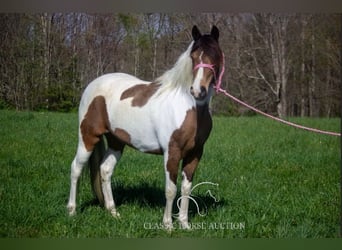 Tennessee konia, Wałach, 9 lat, 142 cm, Jelenia
