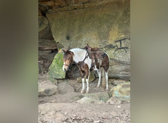 Tennessee konia, Wałach, 9 lat, 142 cm, Jelenia