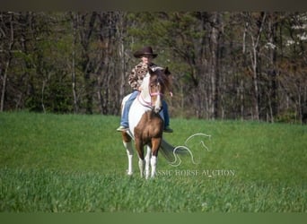 Tennessee konia, Wałach, 9 lat, 142 cm, Jelenia