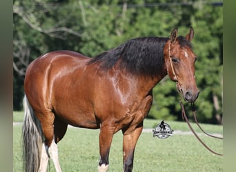 Tennessee konia, Wałach, 9 lat, 143 cm, Tobiano wszelkich maści