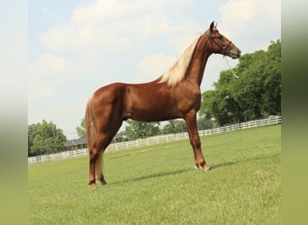 Tennessee konia, Wałach, 9 lat, 152 cm, Cisawa