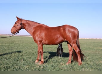 Tennessee konia, Wałach, 9 lat, 160 cm, Cisawa