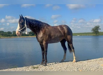 Tennessee konia, Wałach, 9 lat, 163 cm, Sabino