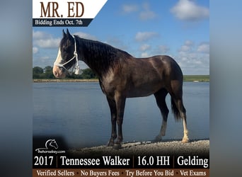 Tennessee konia, Wałach, 9 lat, 163 cm, Sabino