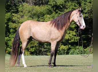 Tennessee konia, Wałach, 10 lat, 152 cm, Jelenia