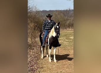 Tennessee konia, Wałach, 10 lat, 157 cm, Tobiano wszelkich maści