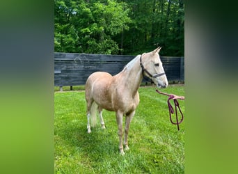 Tennessee konia, Wałach, 11 lat, 152 cm, Izabelowata
