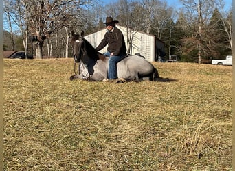 Tennessee konia, Wałach, 11 lat, 152 cm, Karodereszowata