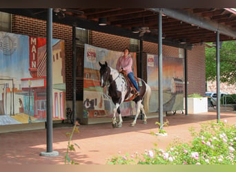 Tennessee konia, Wałach, 11 lat, 165 cm, Tobiano wszelkich maści