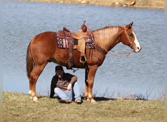 Tennessee konia, Wałach, 11 lat, Cisawa