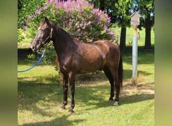 Tennessee konia, Wałach, 12 lat, 152 cm, Kara