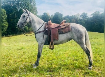 Tennessee konia, Wałach, 12 lat, 152 cm, Siwa