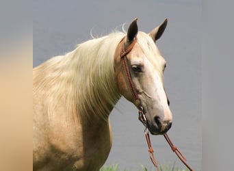 Tennessee konia, Wałach, 12 lat, 157 cm, Izabelowata