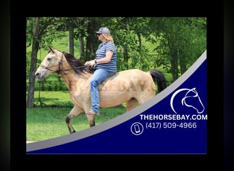 Tennessee konia, Wałach, 13 lat, 150 cm, Jelenia