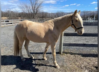 Tennessee konia, Wałach, 13 lat, 152 cm, Izabelowata