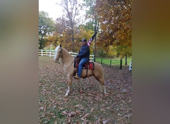 Tennessee konia, Wałach, 13 lat, 152 cm, Izabelowata