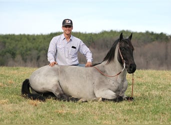 Tennessee konia, Wałach, 13 lat, Karodereszowata