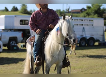 Tennessee konia, Wałach, 14 lat, 142 cm, Siwa
