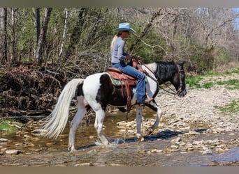 Tennessee konia, Wałach, 14 lat, 150 cm, Kara
