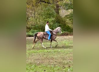 Tennessee konia, Wałach, 14 lat, 157 cm, Gniadodereszowata