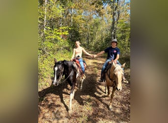 Tennessee konia, Wałach, 16 lat, 152 cm, Tobiano wszelkich maści